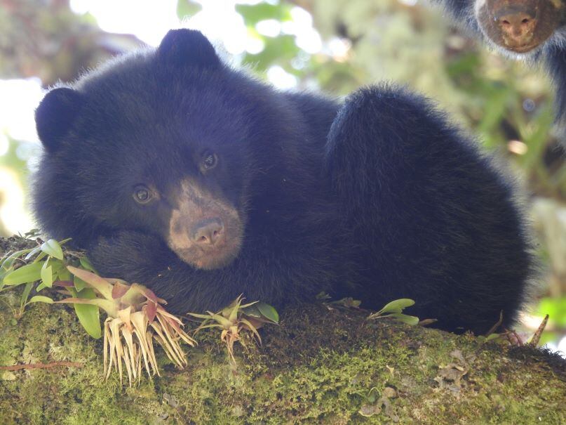 Oso andino registrado en cámaras trampa en zonas protegidas del departamento del Huila.