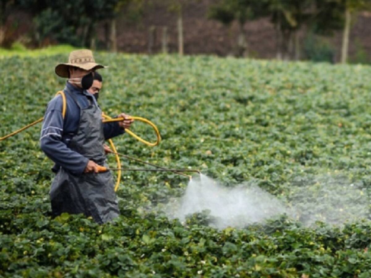 Campesinos del Catatumbo temen mayor violencia por fumigaciones