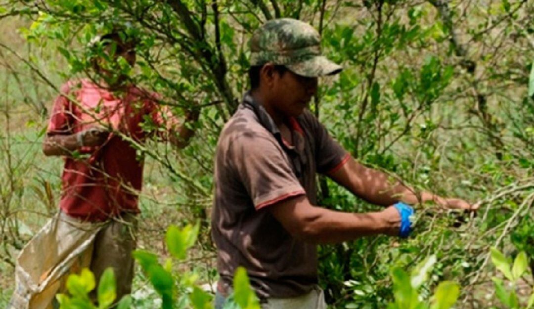 Campesinos y cultivadores de hoja de coca.
