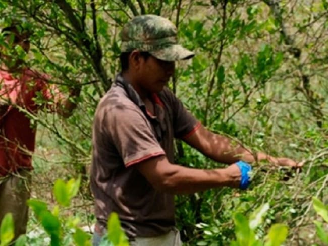 Campesinos y cultivadores de hoja de coca.