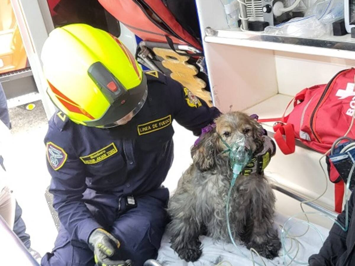 A mascota le suministraron oxígeno, después de ser rescatada de un incendio en Manizales