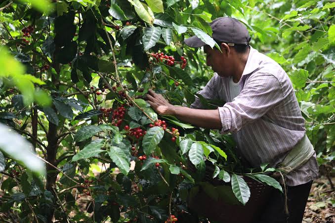 Caficultores de la Sierra Nevada necesitan 14.000 recolectores para atender la cosecha. Foto: Red Ecolsierra
