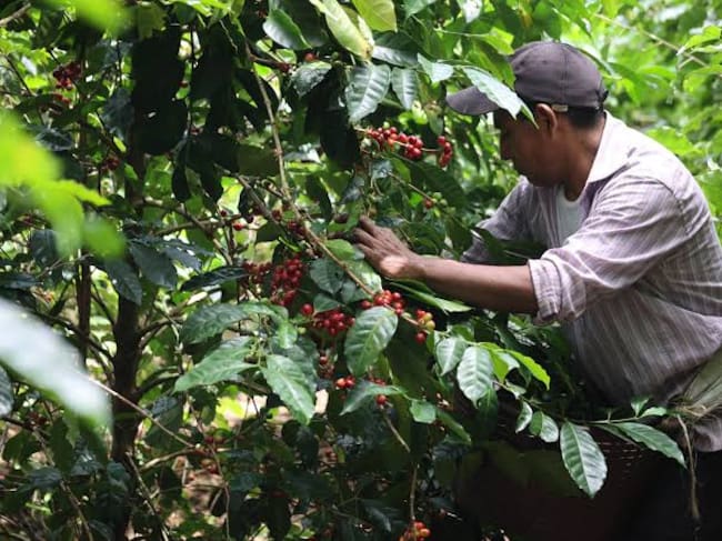 Caficultores de la Sierra Nevada necesitan 14.000 recolectores para atender la cosecha. Foto: Red Ecolsierra