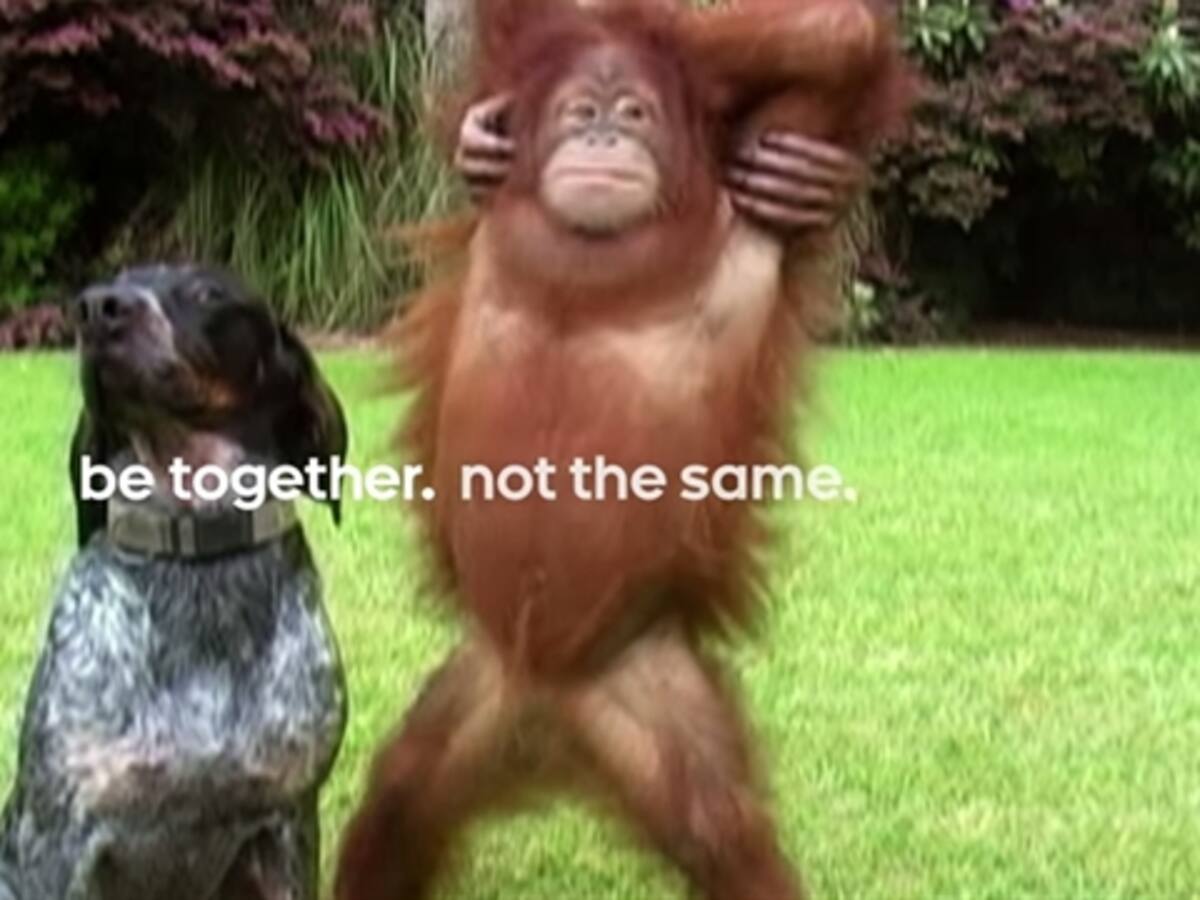 Android le apuesta a San Valentín con un tierno comercial de animales
