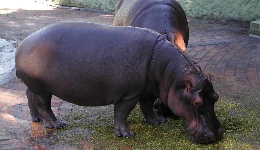 Hipopótamos