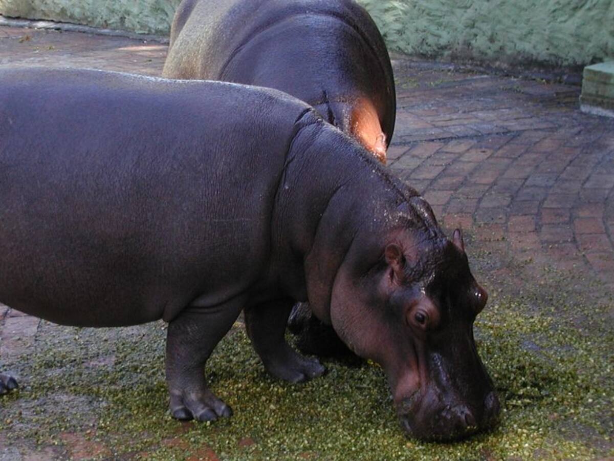 Minambiente busca apoyo internacional para el manejo de los hipopótamos