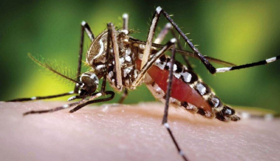Mosquito Aedes Agypti