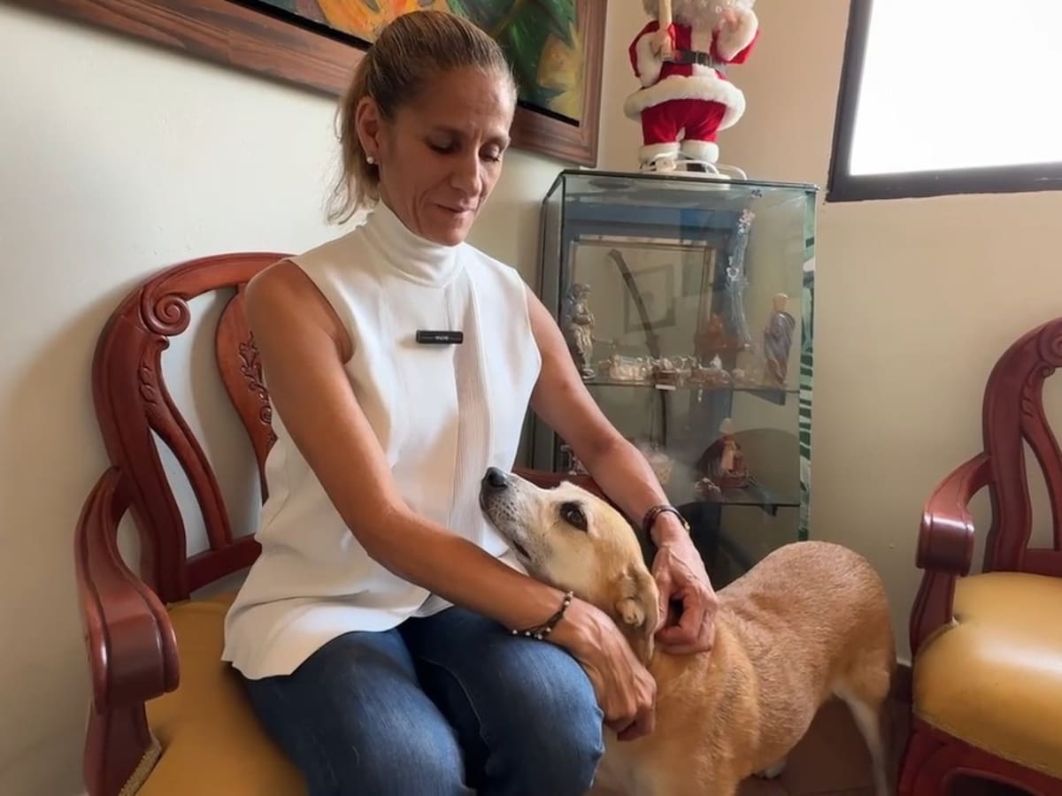 Un Hogar Temporal para la Navidad: refugio para mascotas en tiempos de pólvora