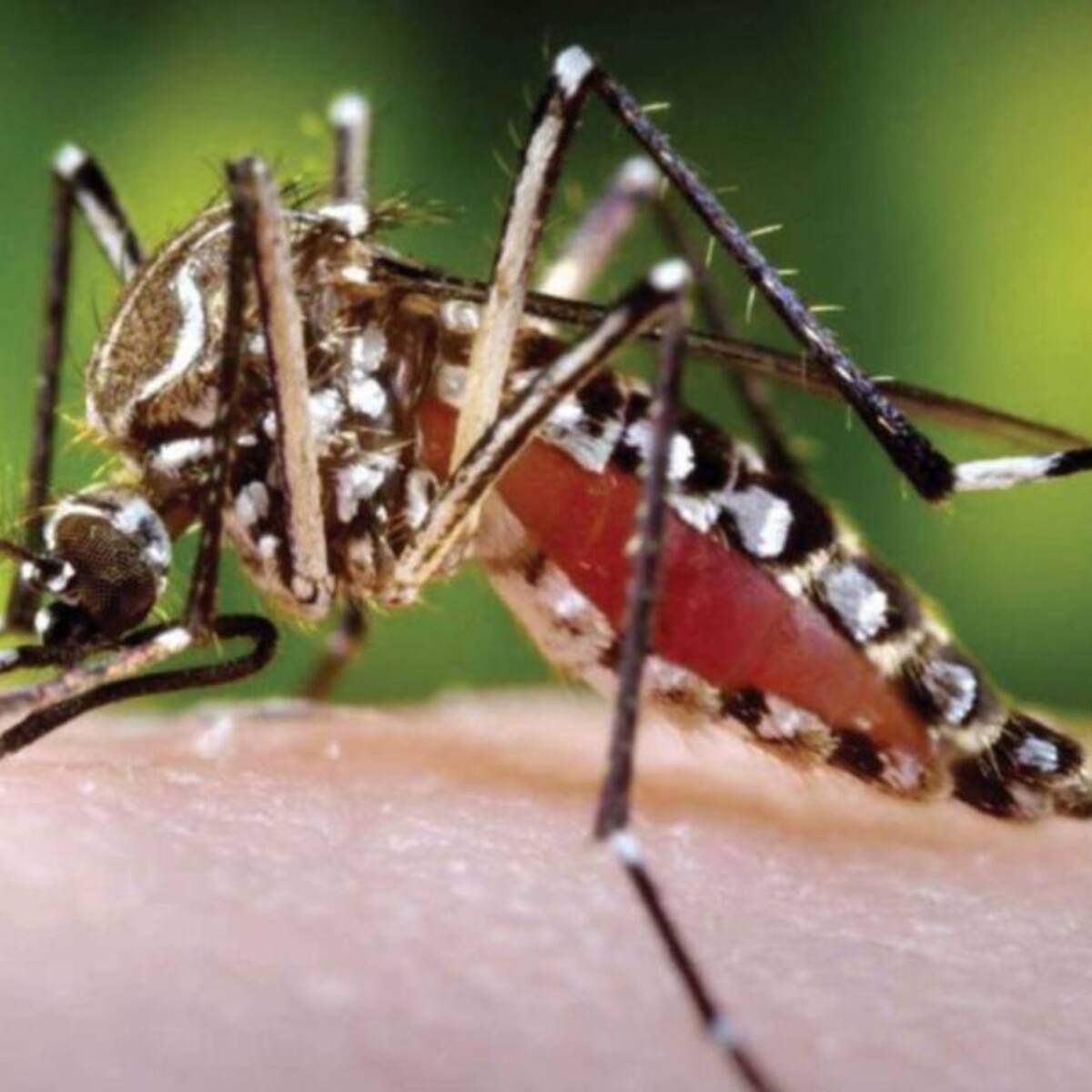 Pereira tiene el 35 % de los casos de dengue que se registran en la región