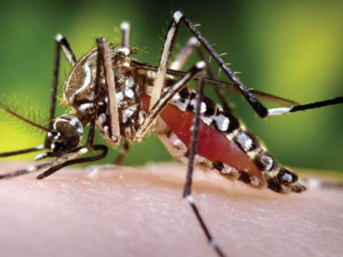 Pereira tiene el 35 % de los casos de dengue que se registran en la región