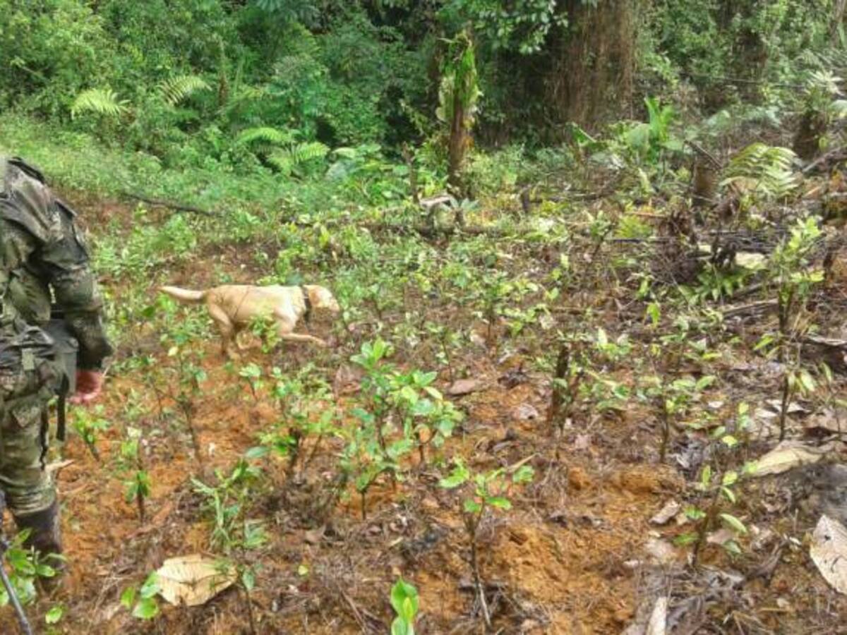 Destruyen semillero de coca del Clan Úsuga en dos municipios del Valle