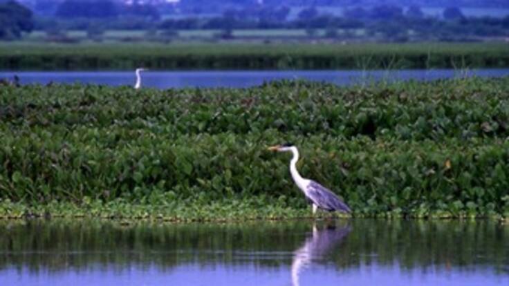 Día mundial de los humedales