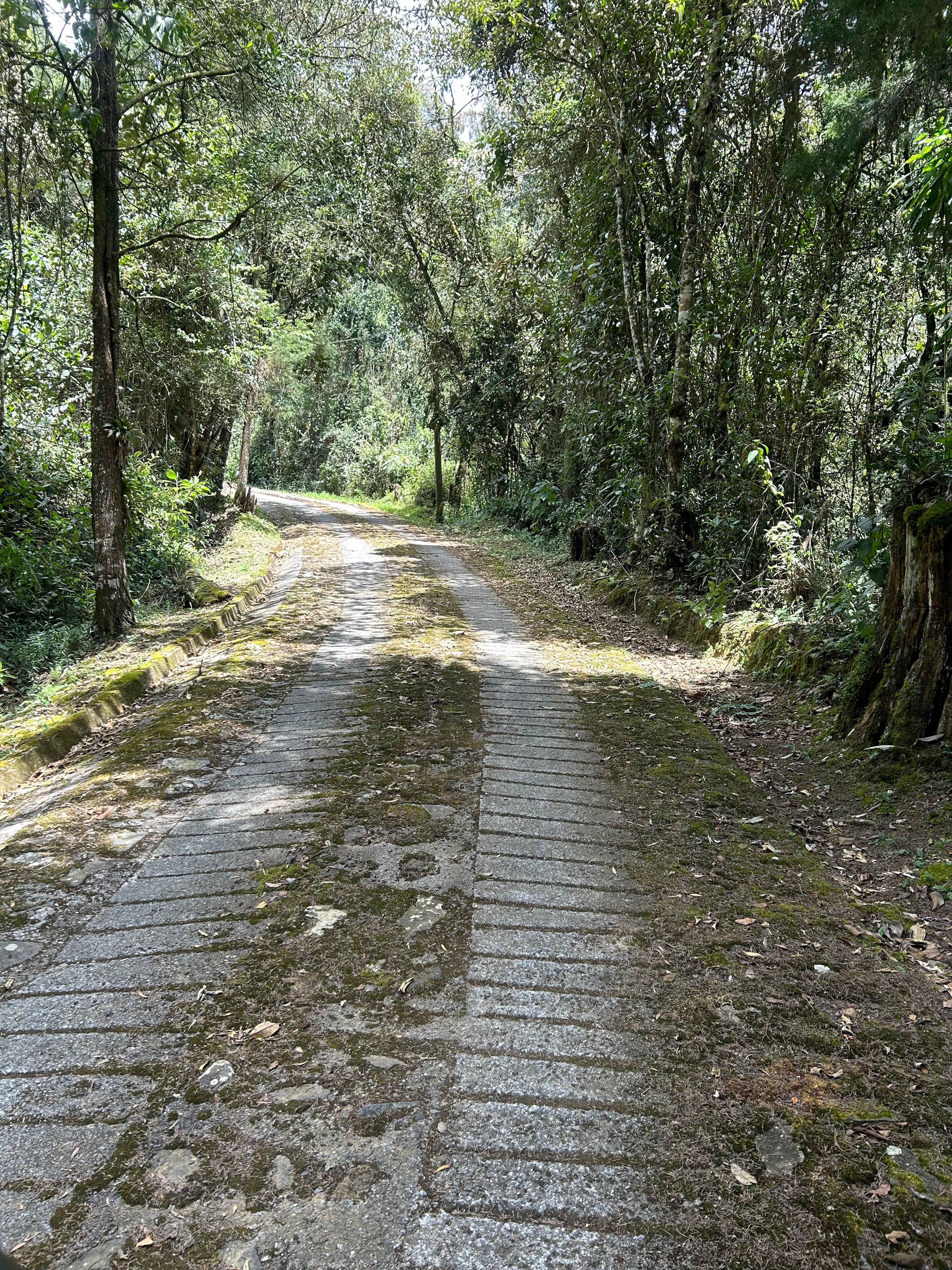 Flora en Santa Elena, piden su preservación. Foto: cortesía Corantioquia.