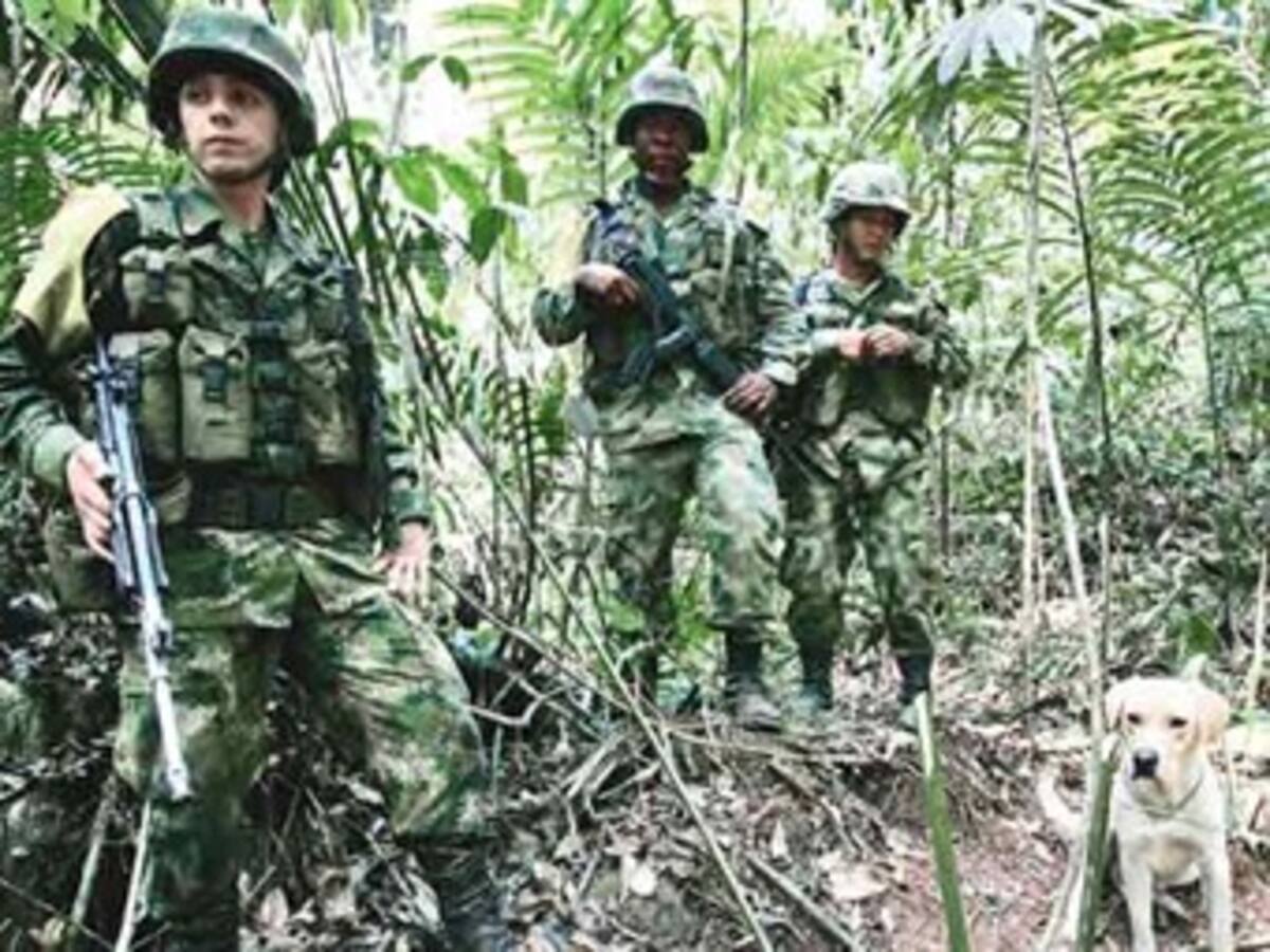 Ejército destruye campamento del Eln en selvas de Anorí, Antioquia
