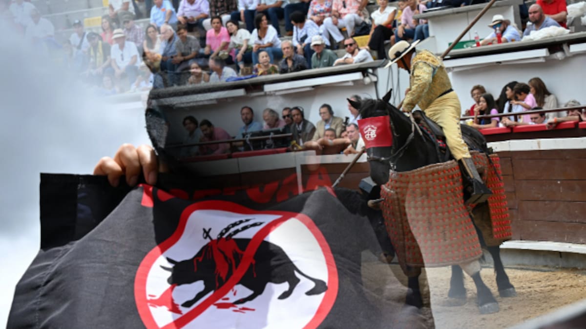Corte Constitucional prohíbe los toros coleados, las corralejas y las peleas de gallos en Colombia