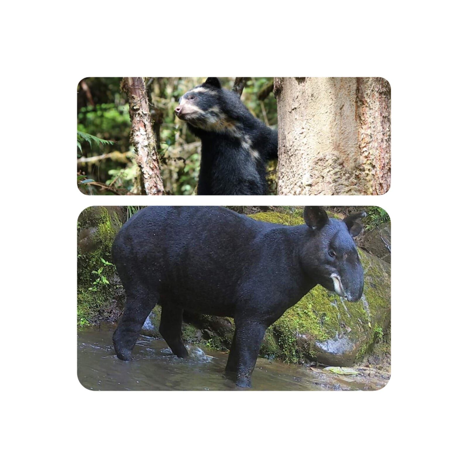 Del 24 al 25 de agosto, el Huila se convertirá en epicentro del medio ambiente.