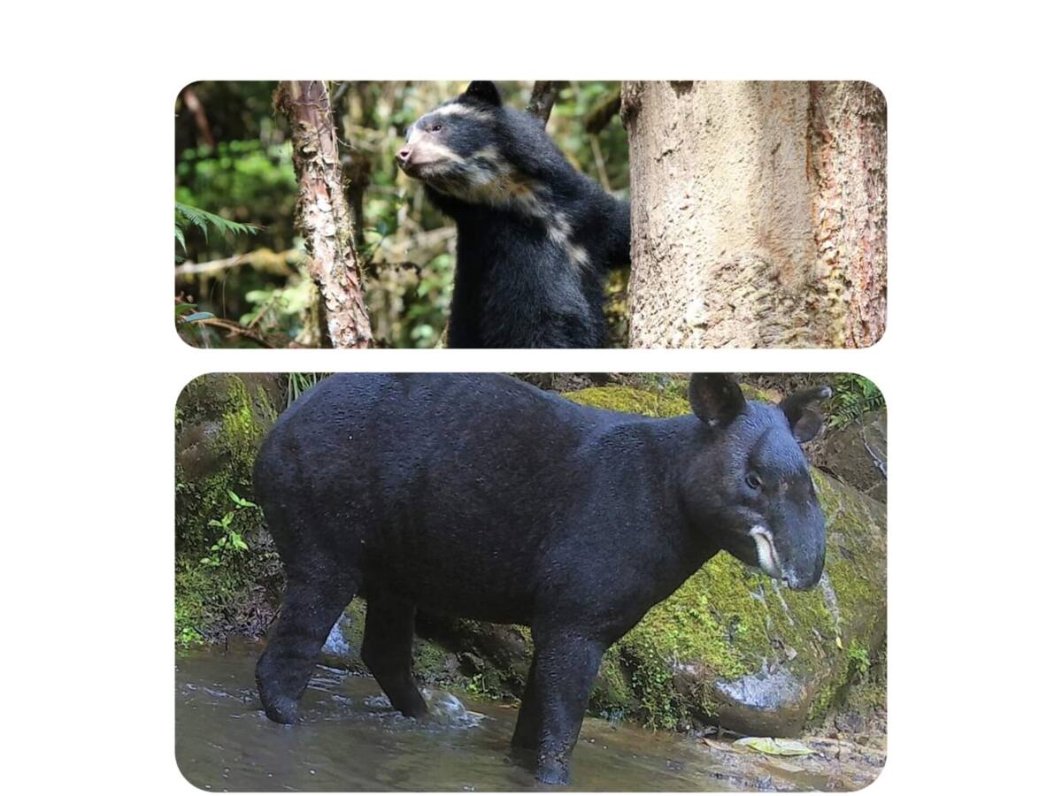 Todo listo para el VIII Festival Nacional de Oso y Danta en el Huila