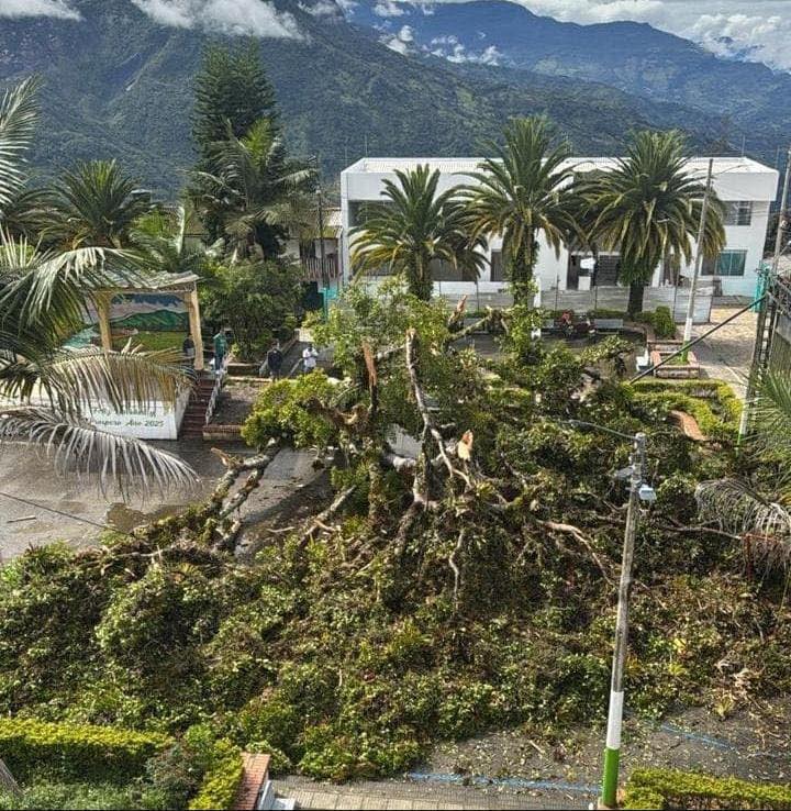 La caída del árbol centenario del parque principal de Rondón, símbolo histórico del municipio, se suma a la emergencia invernal