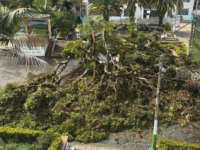 La caída del árbol centenario del parque principal de Rondón, símbolo histórico del municipio, se suma a la emergencia invernal