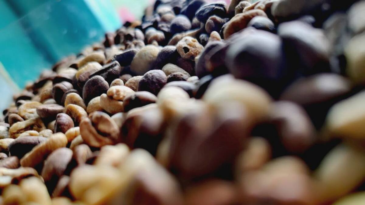 Precio del dólar y la pequeña bonanza para los cafeteros del Quindío