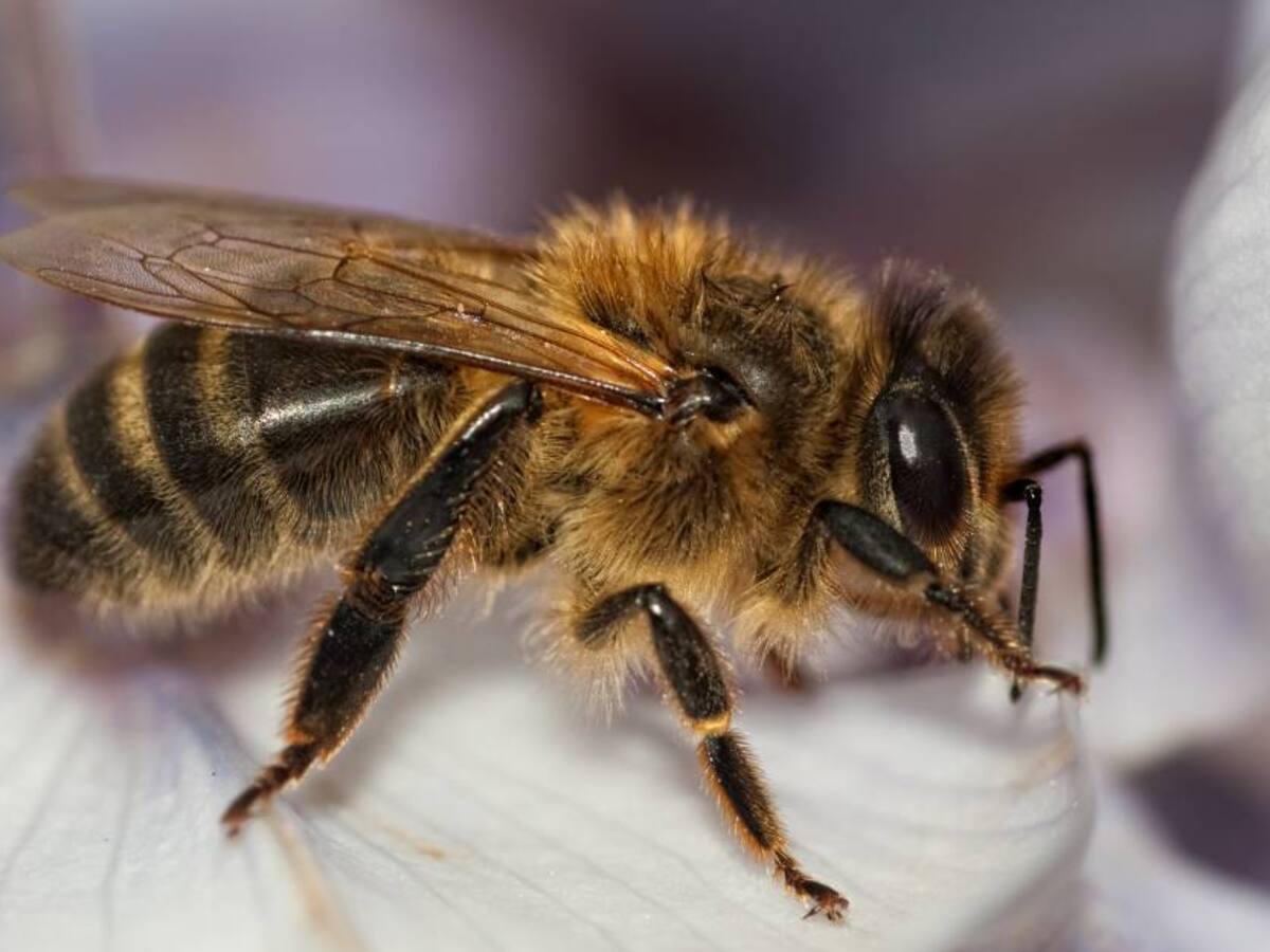 Tribunal ordena proteger las abejas y polinizadores en el país