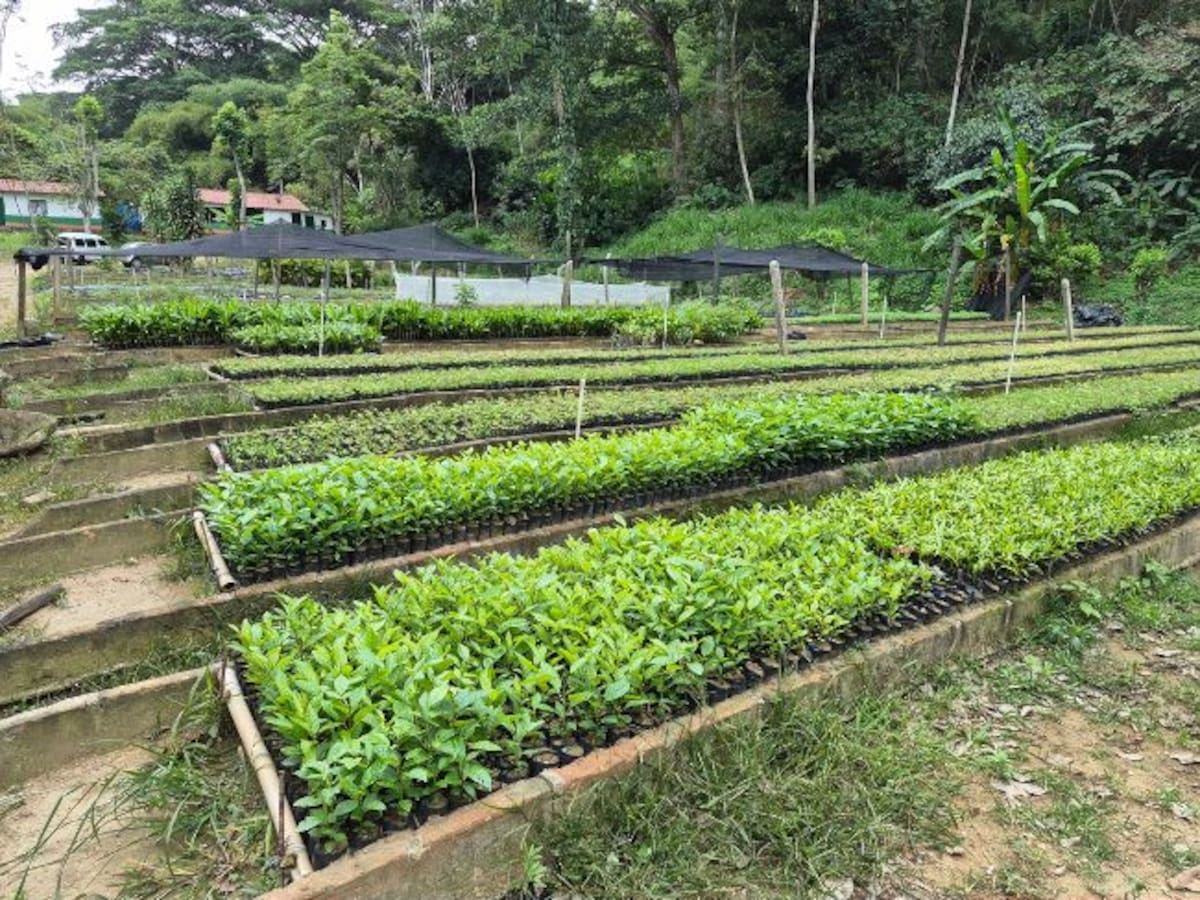 35.000 plántulas buscan reemplazar la palma de cera este Domingo de Ramos en Santander