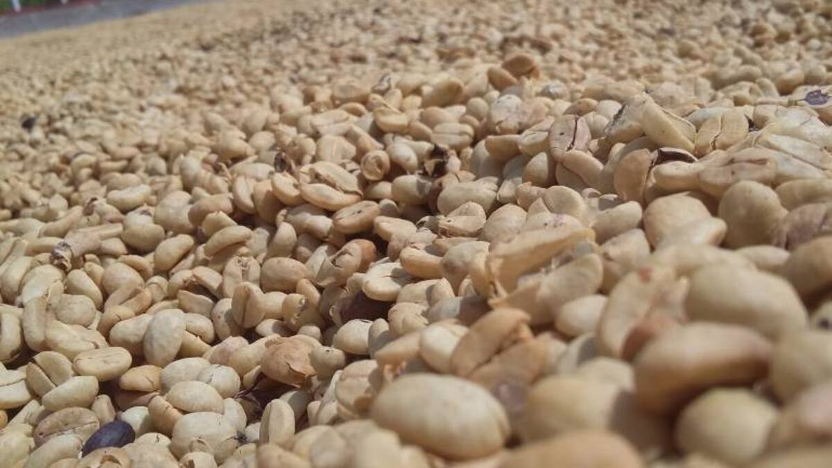 Caficultores dejan de vender café a la bolsa, por bajos precios