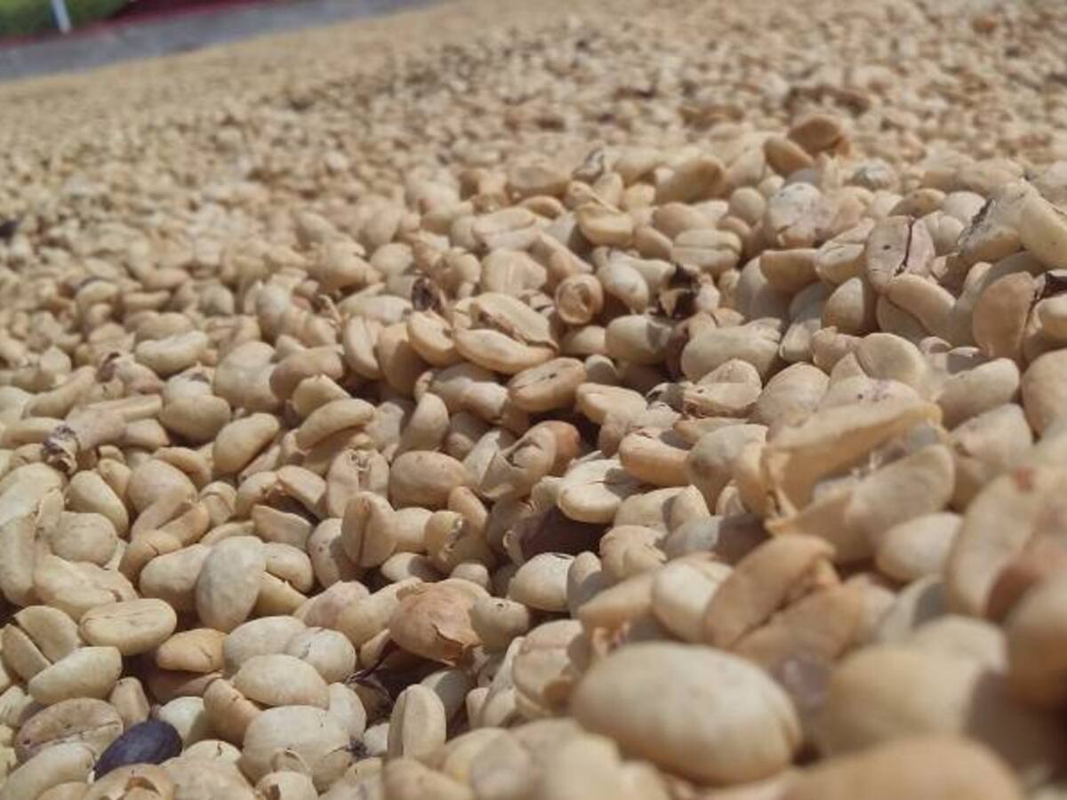 Caficultores dejan de vender café a la bolsa, por bajos precios