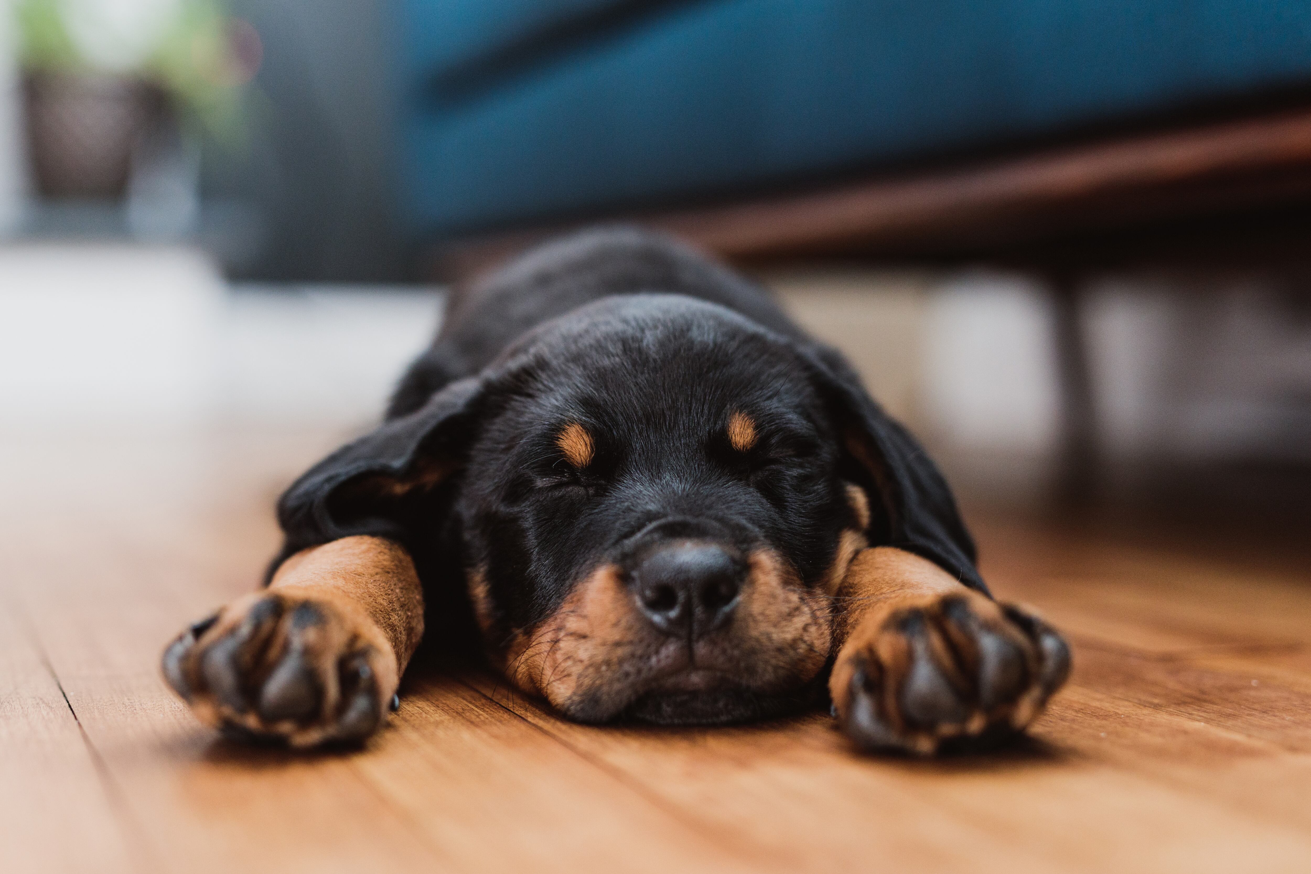 Perro recostado en el suelo mientras duerme (Foto vía Getty Images)