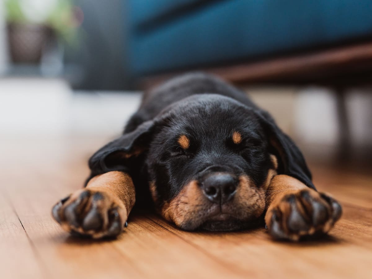 ¿Es normal? Estas son las 6 razas de perros que más duermen y por qué lo hacen