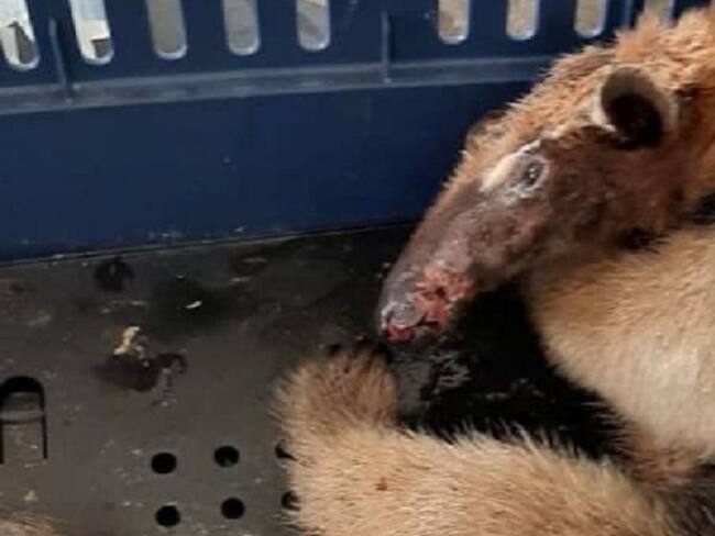 Murió oso hormiguero atacado por comunidad en Landázuri