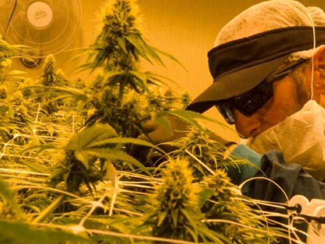 Industria del Cannabis medicinal en Colombia: Pérdidas y afectaciones