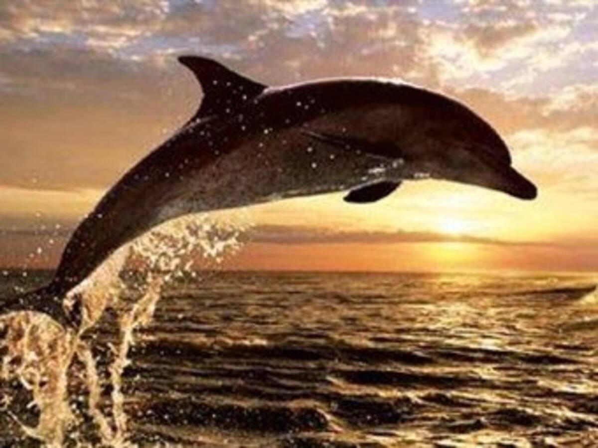 Harry Connick Jr. echa mano del 'Katrina' para protagonizar 'Dolphin Tale'