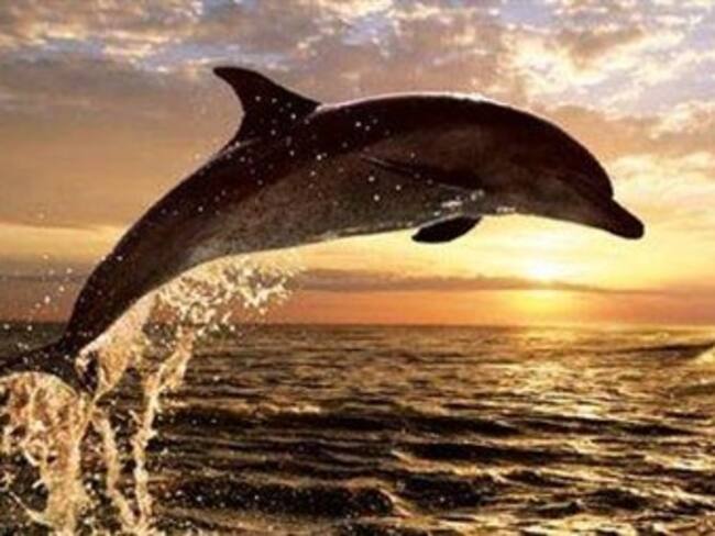 Harry Connick Jr. echa mano del 'Katrina' para protagonizar 'Dolphin Tale'