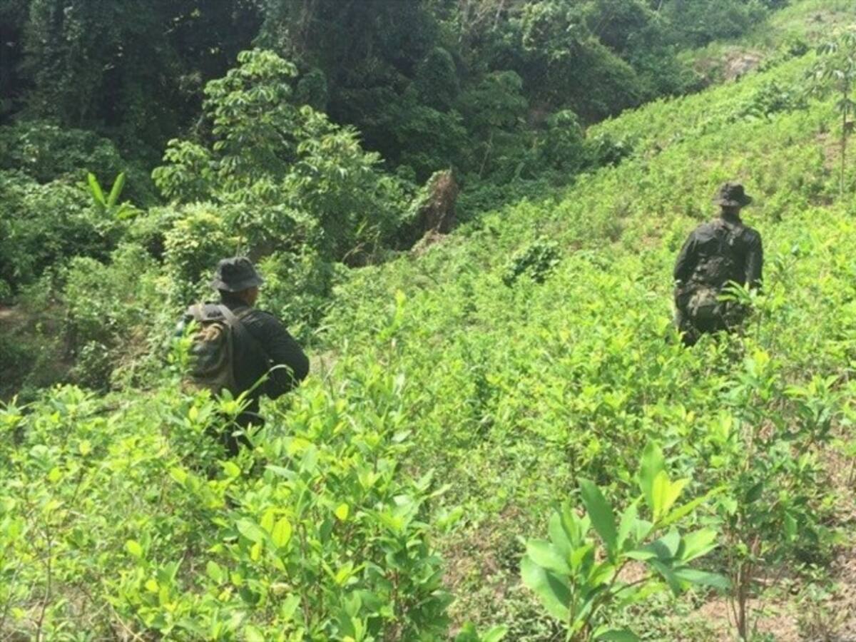Erradican cultivo ilegal en zona rural de Aracataca