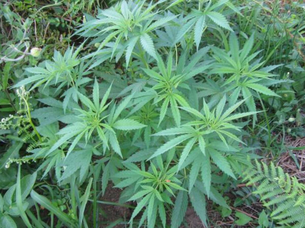 La producción de marihuana medicinal