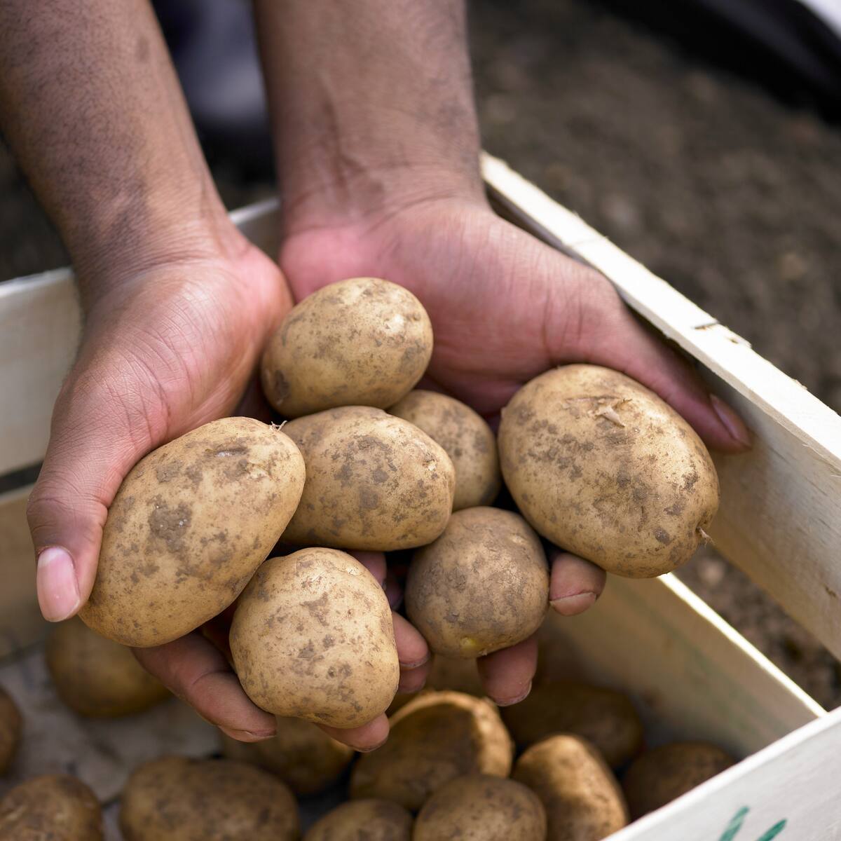Paperos de Nariño advierten crisis en el sector: bajos precios de venta y altos costos de producción