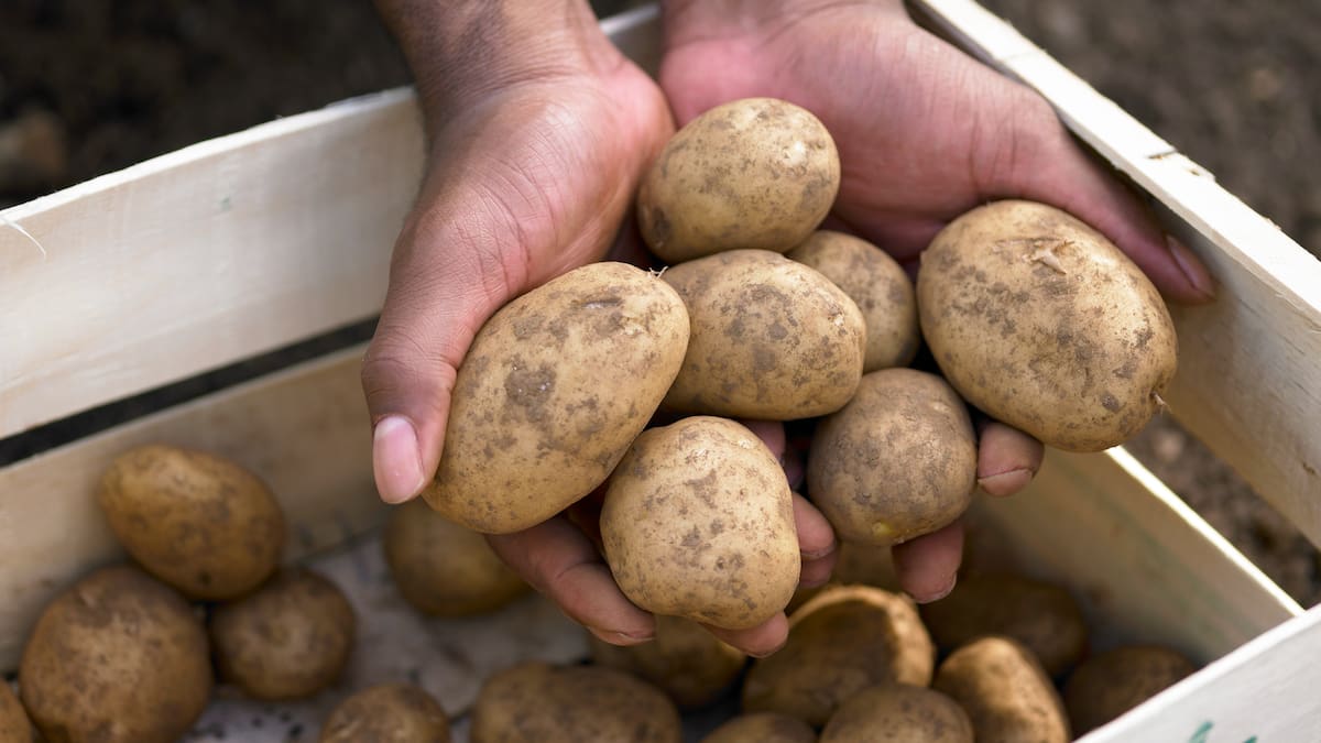 Paperos de Nariño advierten crisis en el sector: bajos precios de venta y altos costos de producción