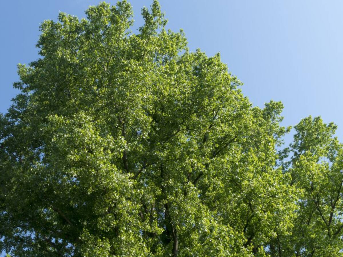 Más de 42.000 árboles ha plantado el Ejército en Medellín