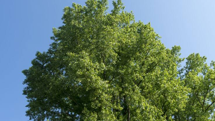 Más de 42 mil árboles ha plantado el Ejército en Medellín