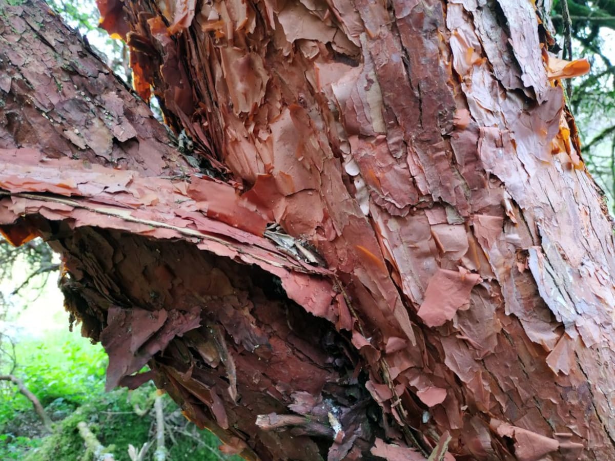 Estos árboles, que superan los 10 metros de altura, tienen el tallo pintado de rojo y repleto de cascarillas que se desprenden con el viento. 