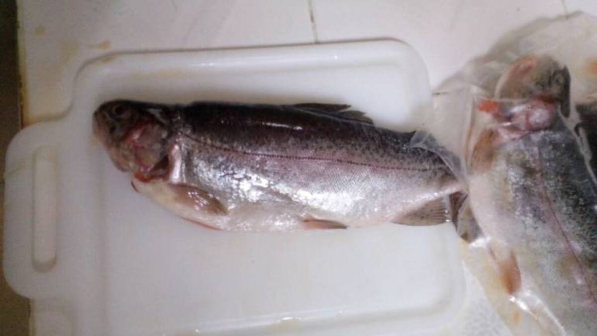 Verano afectará la calidad del pescado