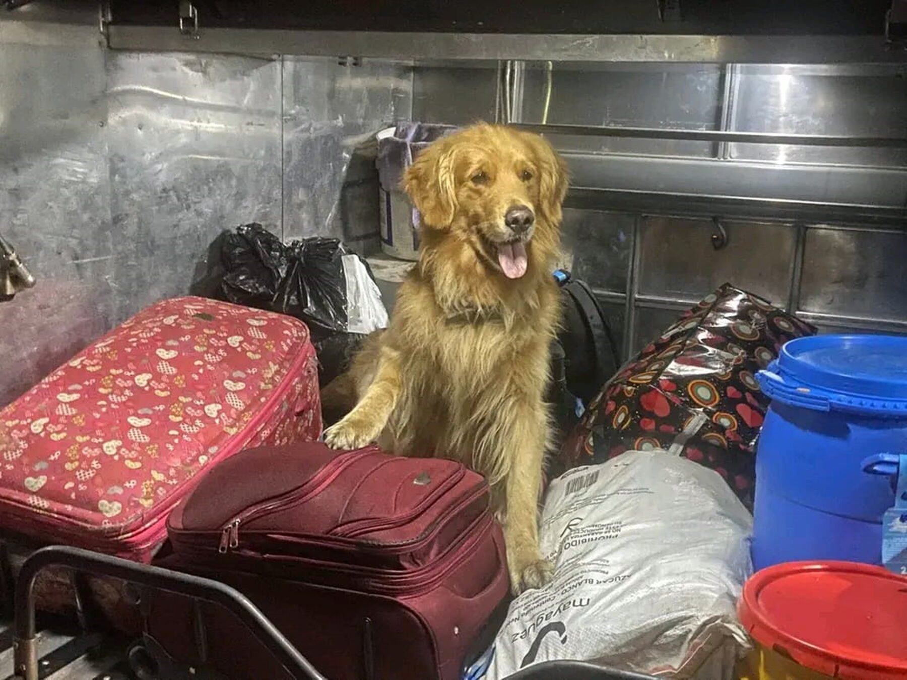 Killer - Perro antinarcoticos