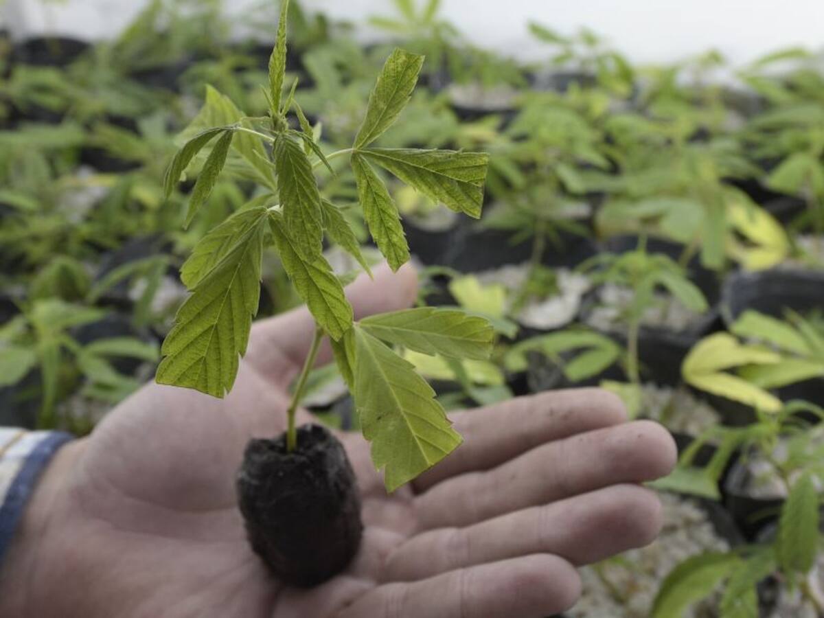 Uruguay aumentará el porcentaje de THC de marihuana de venta en farmacias