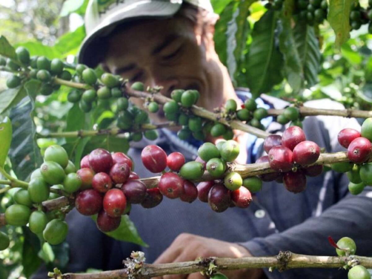 Tecnología del Centro Nacional de Investigaciones del Café será implementada en Boyacá