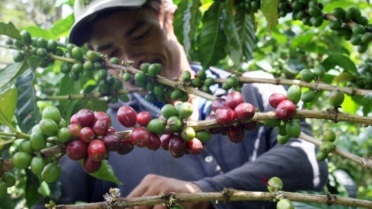 Venezolanos cafeteros
