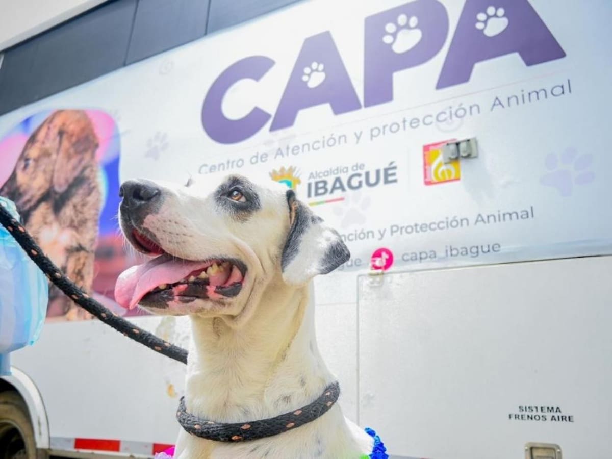 Ibagué tendrá quirófanos gratuitos para los animales en el 2026