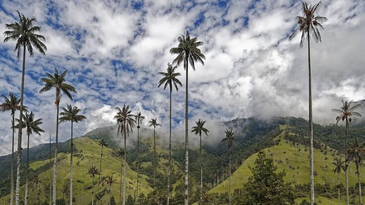 Le contamos cómo evitar el tráfico de fauna y flora en Semana Santa