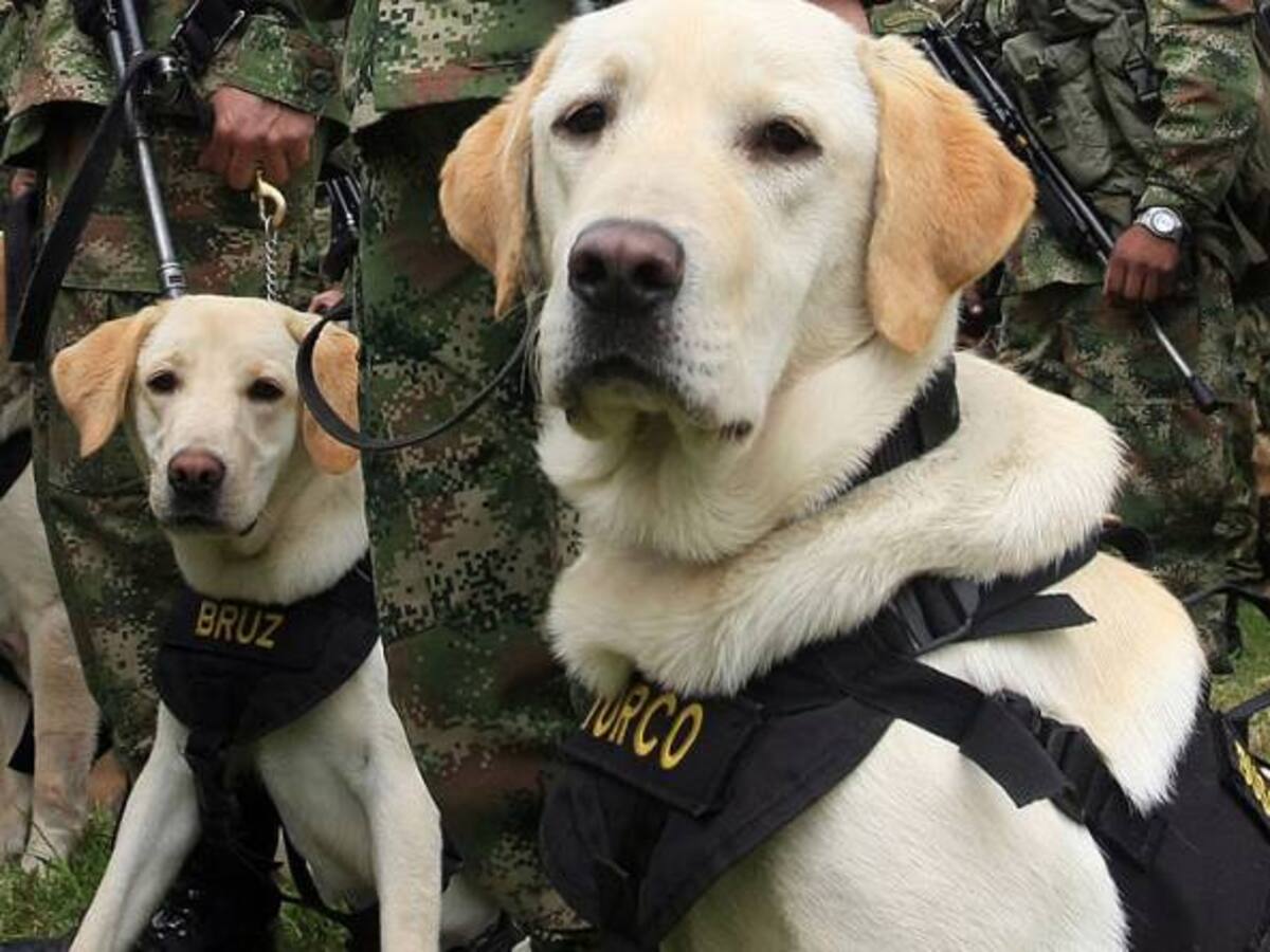 Reino Unido endurecerá los castigos por atacar a perros policía