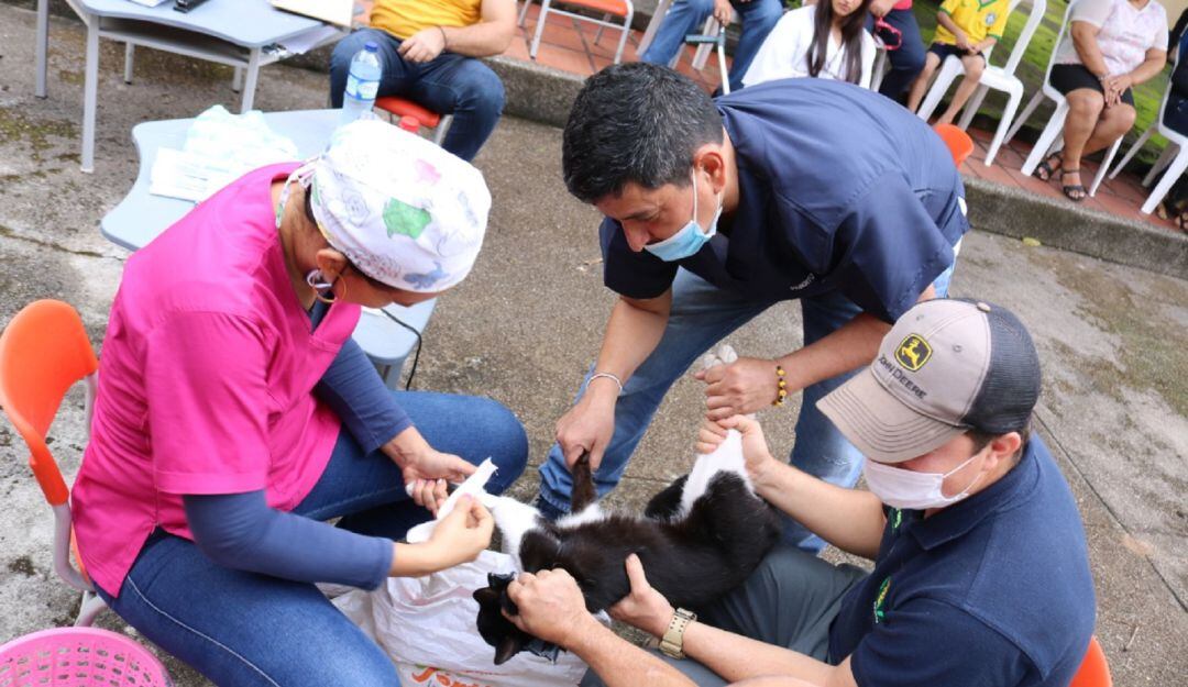 Vacunación de animales callejeros. 